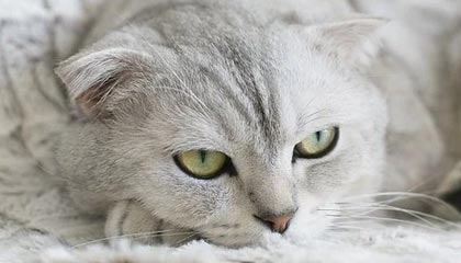 Kaiyun(中国)开云-菲律賓男篮在亚洲预赛中表现抢眼，盼望奥运入场券