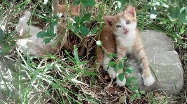 kaiyun.com-意大利在国家联赛中2-1击败克罗地亚，锁定小组第一。，意大利克罗地亚欧洲杯