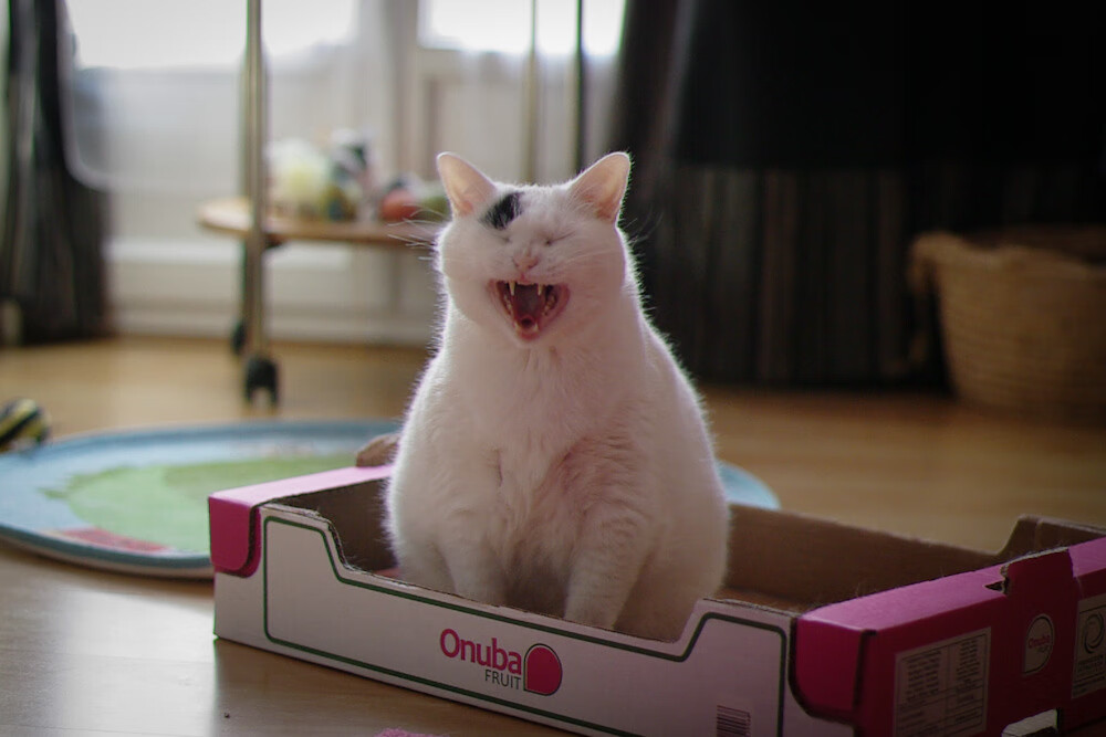 绝地反击：雷霆与掘金的拼搏令人期待，绝地反击形态