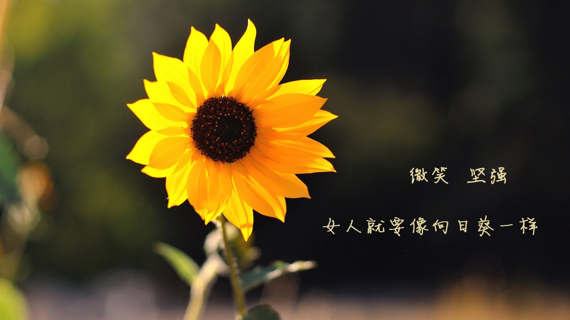 中超年度防守站位合理性评分系统，中超球员评分系统