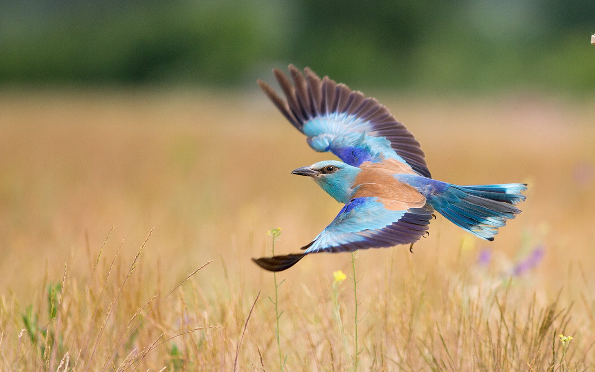 国王快攻频率联盟领先速度优势明显