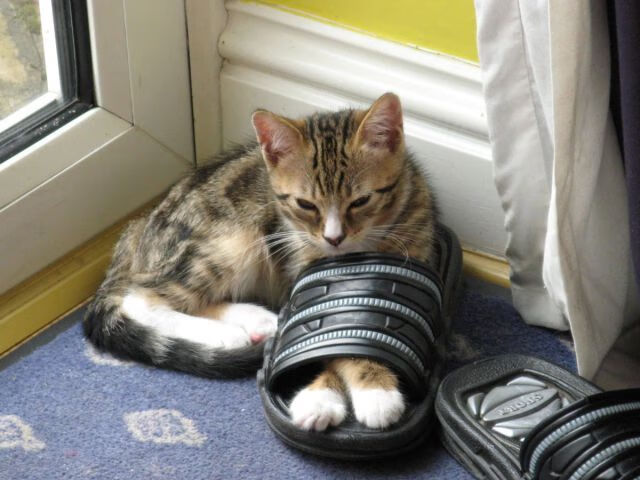 科里·简：从年轻边锋到全黑队的经验之选，科里乐队