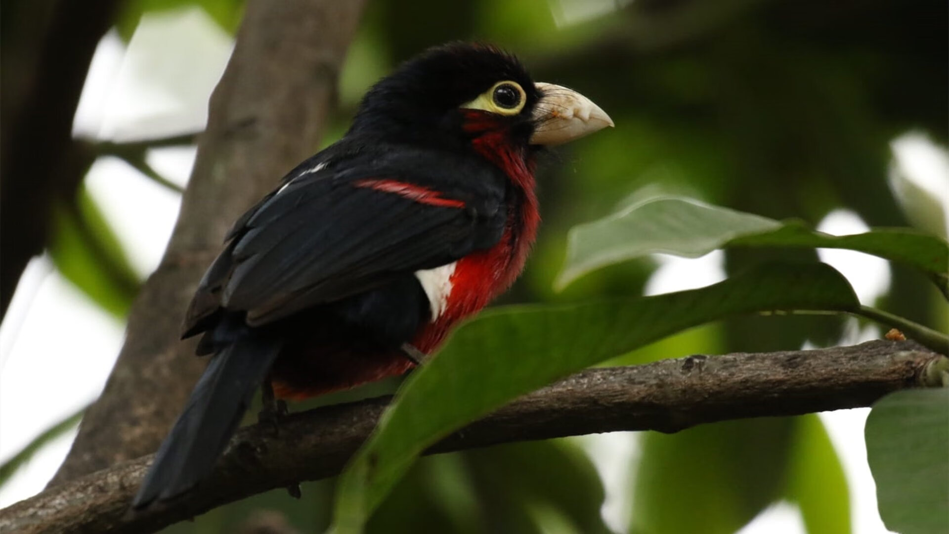 Kaiyun官方登录入口-科贝特稳定发挥成就赛场焦点，科贝特给年轻人的忠告