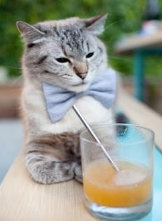 美国女子接力组合泳姿流畅获好评，美国女子接力队员