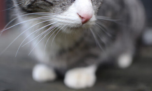 开云入口-英超激烈角逐，众多豪门奋战不息